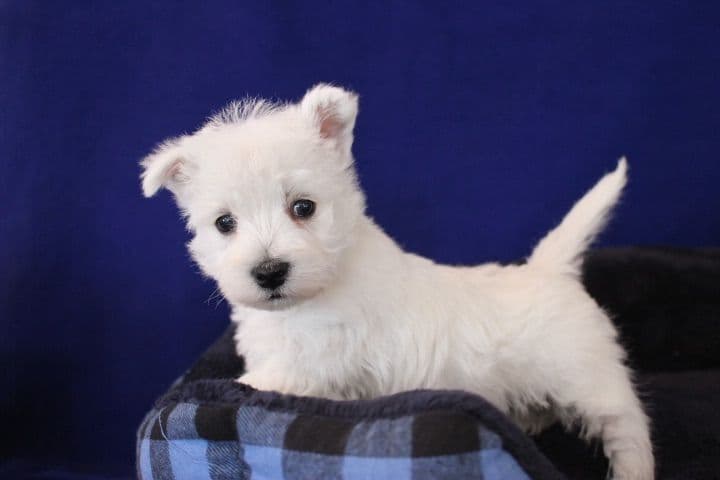 West Highland White Terrier Puppies breeder image 5