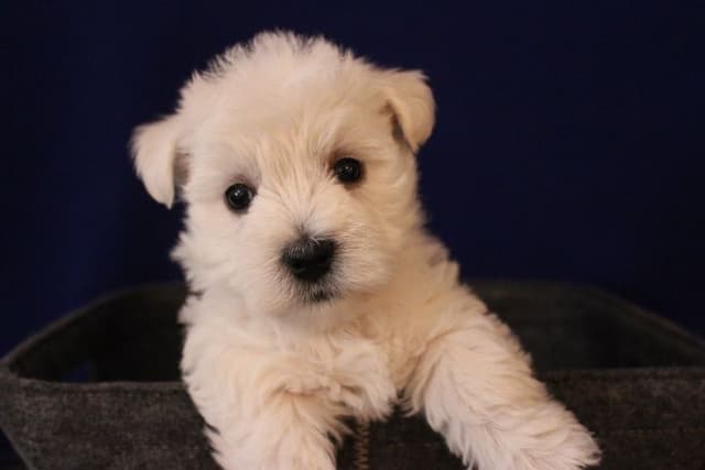 West Highland White Terrier Puppies media 2