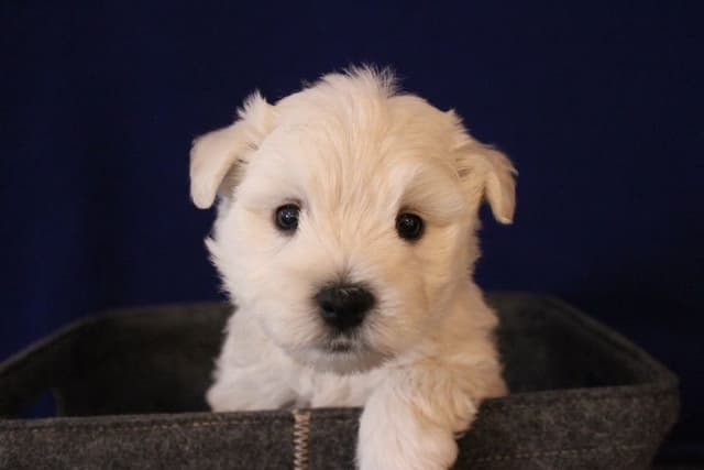 West Highland White Terrier Puppies media 3