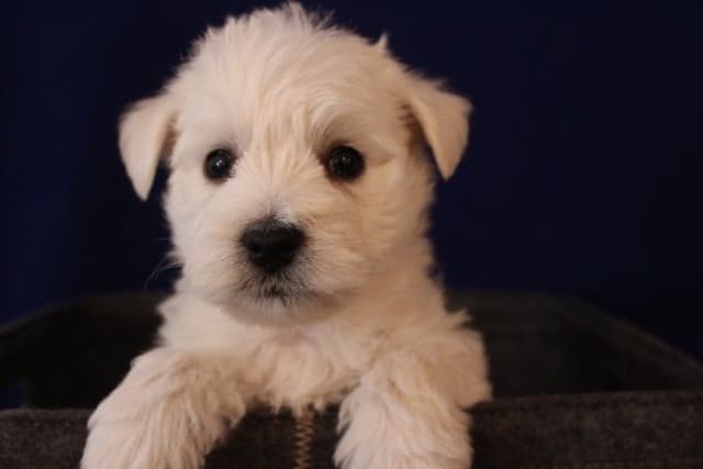 West Highland White Terrier Puppies media 4
