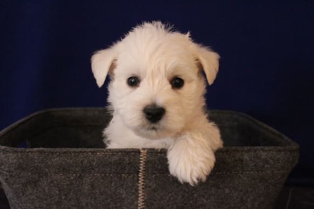West Highland White Terrier Puppies media 5