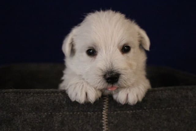 West Highland White Terrier Puppies media 2