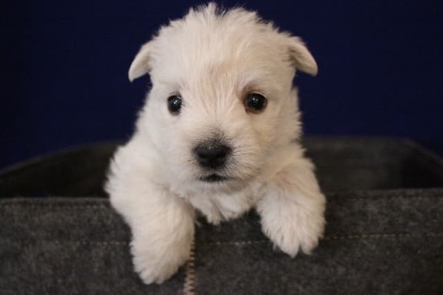 West Highland White Terrier Puppies media 3