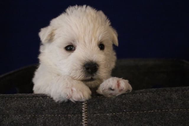 West Highland White Terrier Puppies media 4