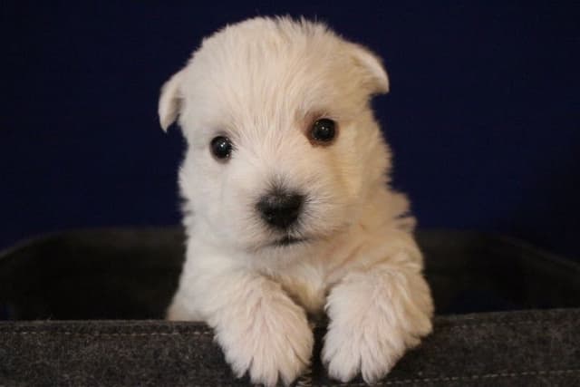 West Highland White Terrier Puppies media 6