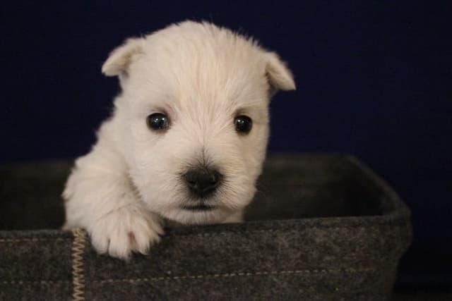 West Highland White Terrier Puppies media 5