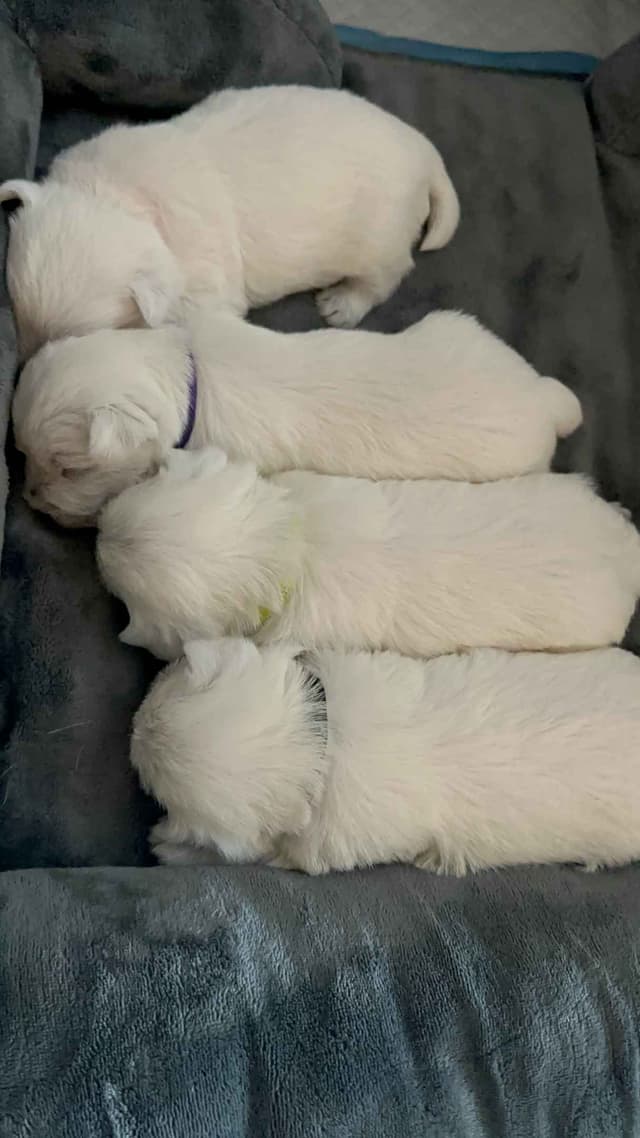 West Highland White Terrier Puppies media 3