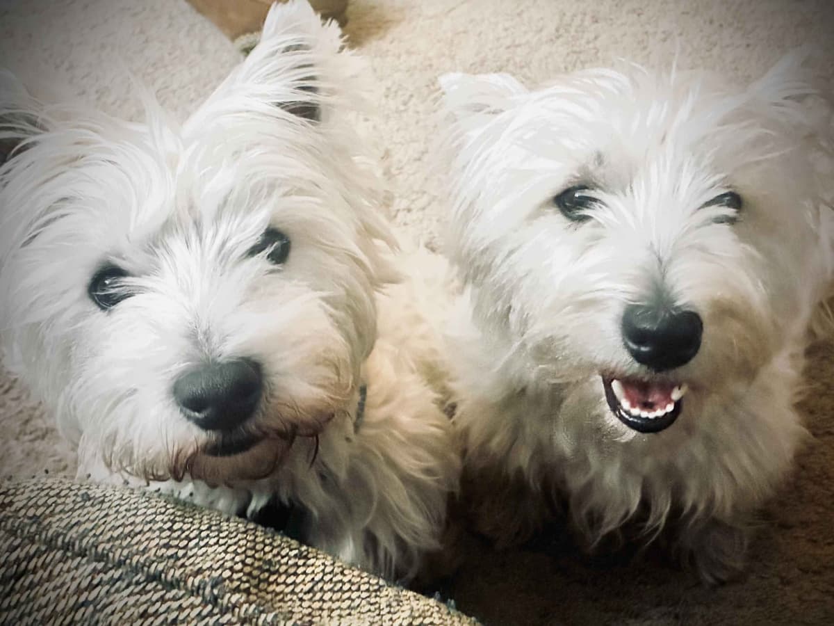 West Highland White Terrier Puppies breeder image 1