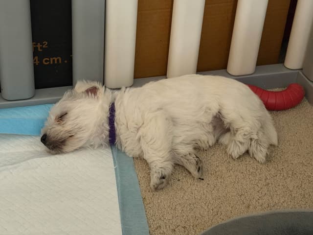 West Highland White Terrier Puppies media 15