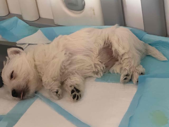 West Highland White Terrier Puppies media 13