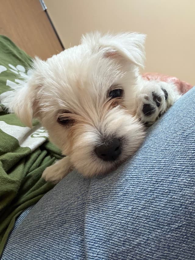 West Highland White Terrier Puppies media 7