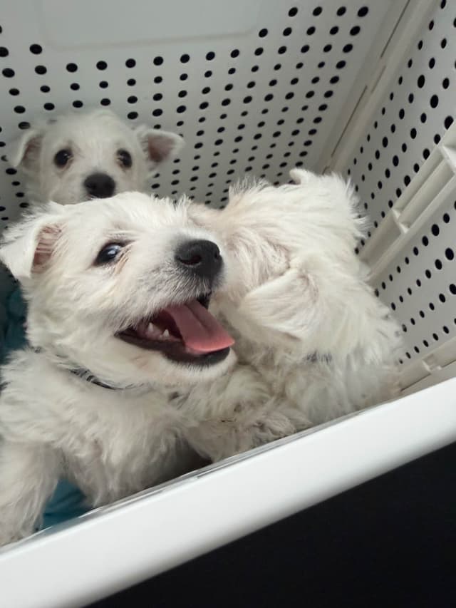 West Highland White Terrier Puppies media 6