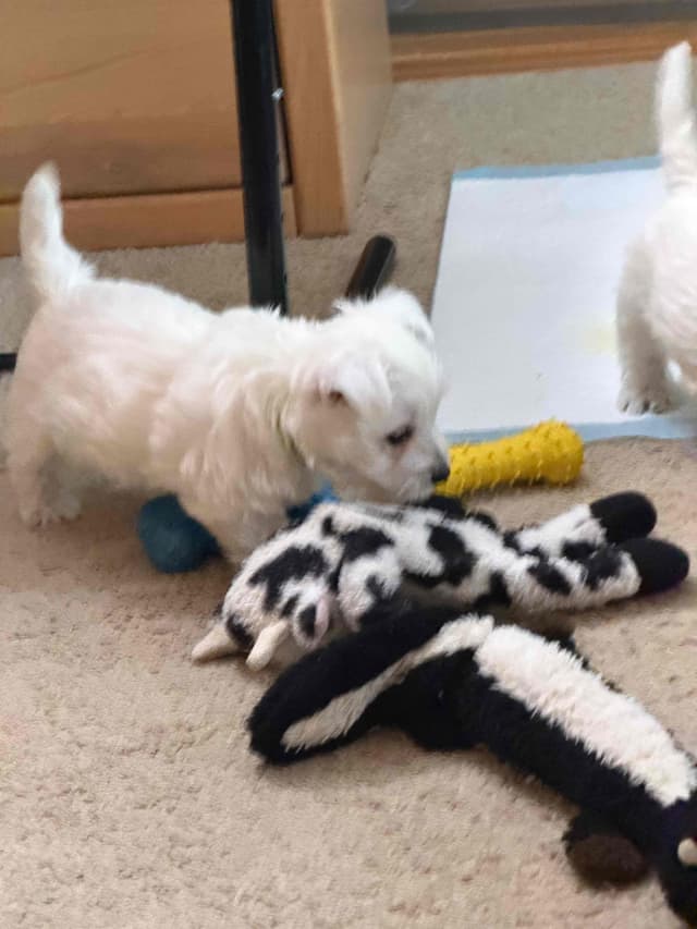 West Highland White Terrier Puppies media 16