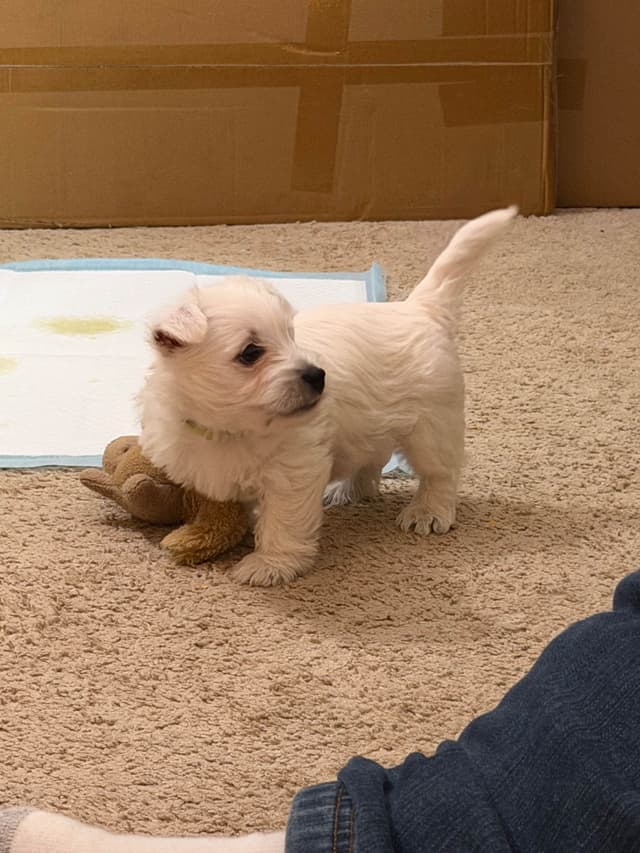 West Highland White Terrier Puppies media 9