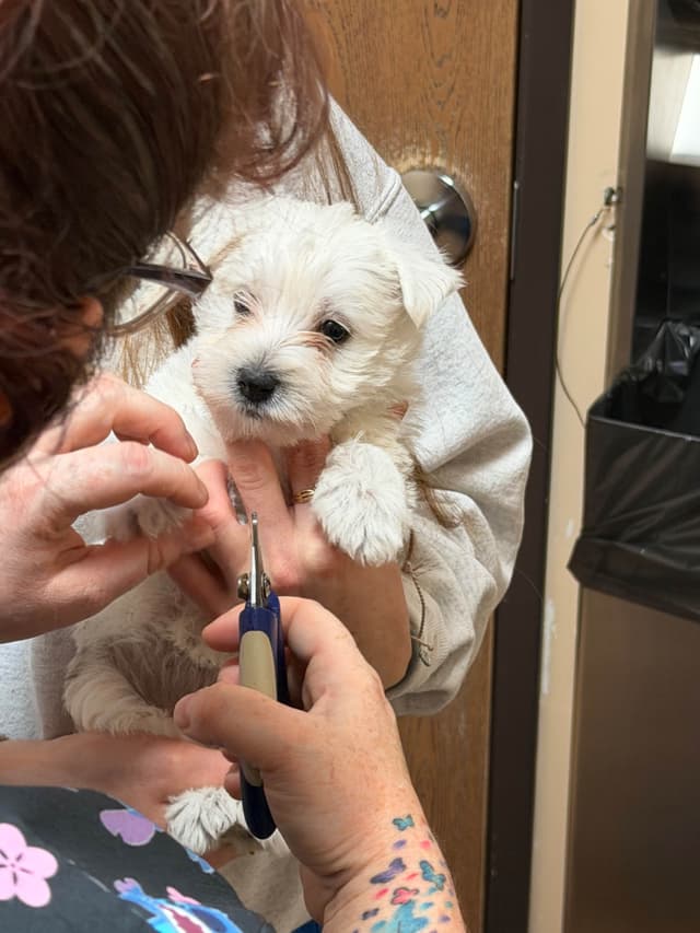 West Highland White Terrier Puppies media 10