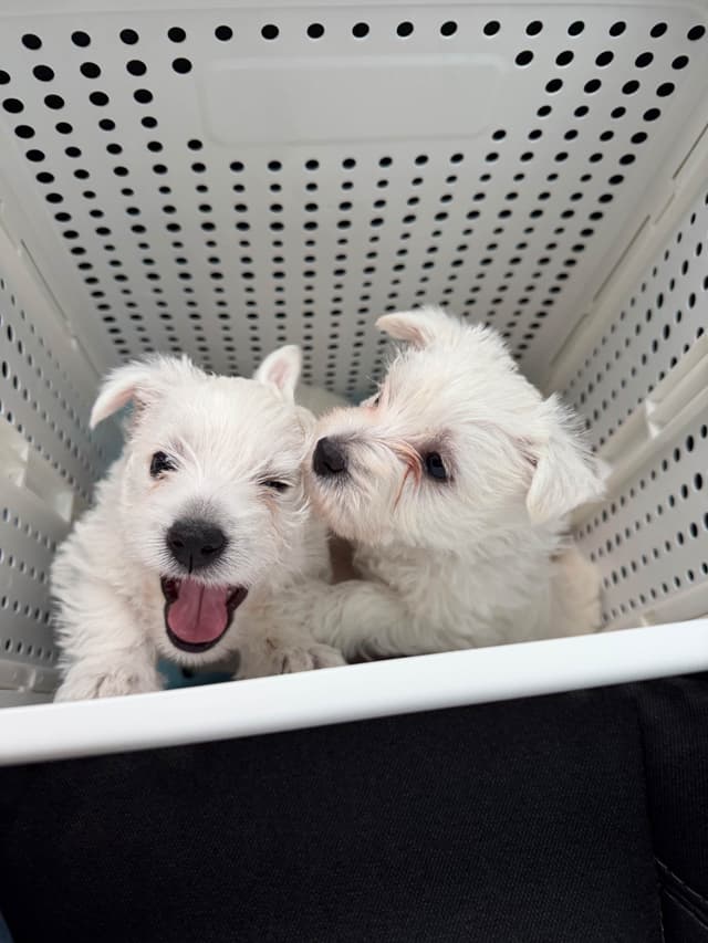 West Highland White Terrier Puppies media 11