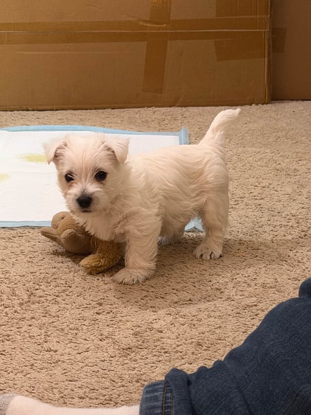 West Highland White Terrier Puppies media 17