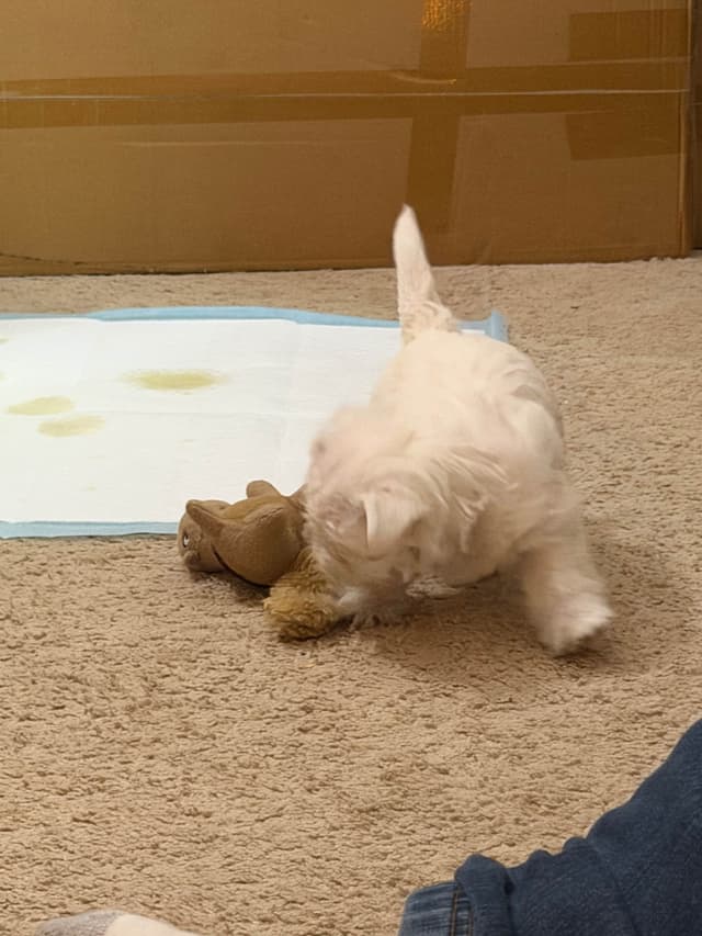 West Highland White Terrier Puppies media 18