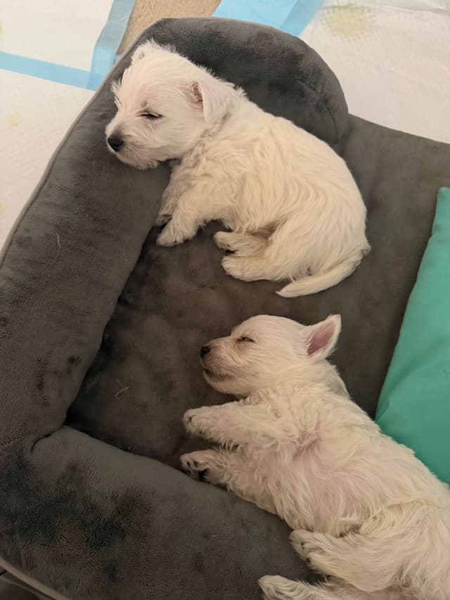 West Highland White Terrier Puppies media 21