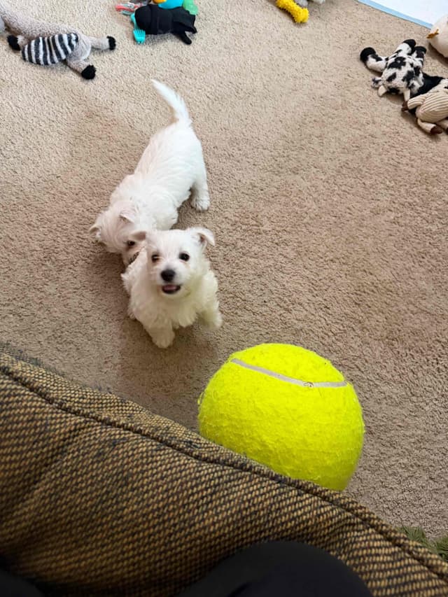 West Highland White Terrier Puppies media 20