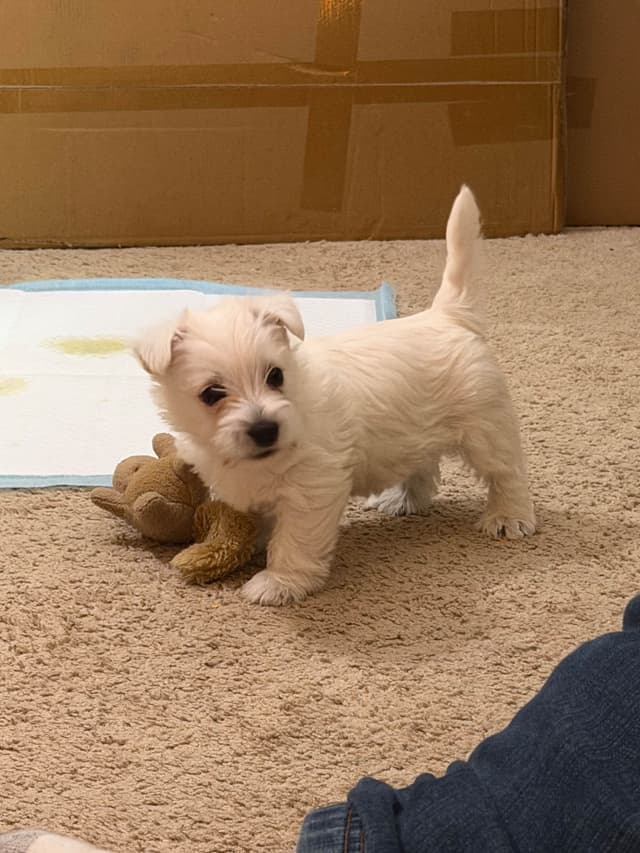 West Highland White Terrier Puppies media 22