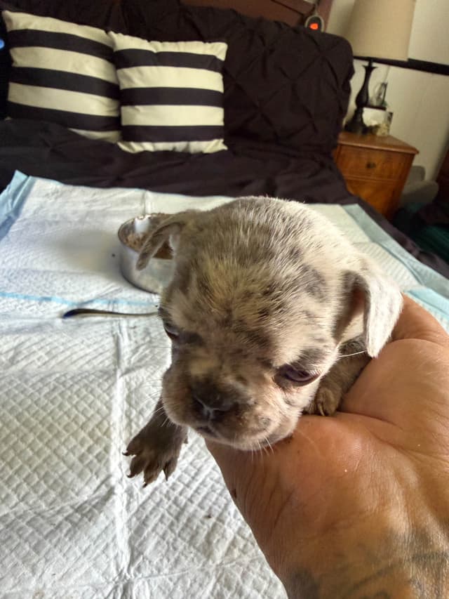 French Bulldog Puppies media 9
