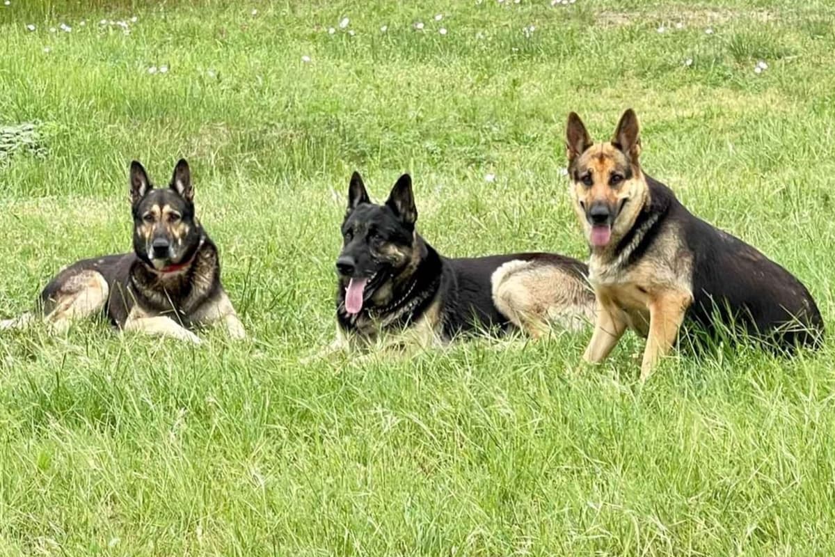 German Shepherd Dog Puppies breeder image 1
