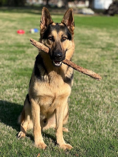 German Shepherd Dog Puppies breeder image 2