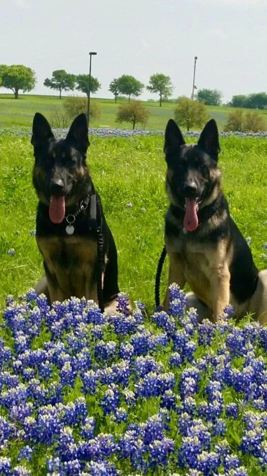 German Shepherd Dog Puppies breeder image 3
