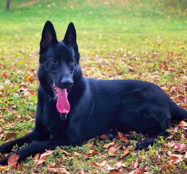 German Shepherd Dog Puppies breeder image 4