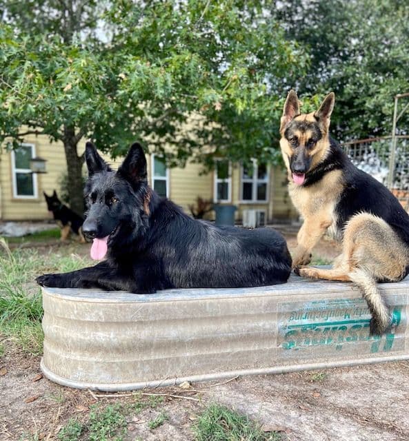 German Shepherd Dog Puppies breeder image 5