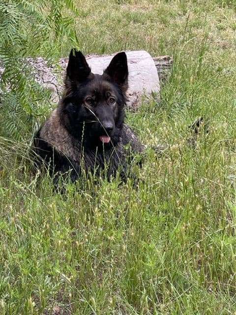 German Shepherd Dog Puppies breeder image 6