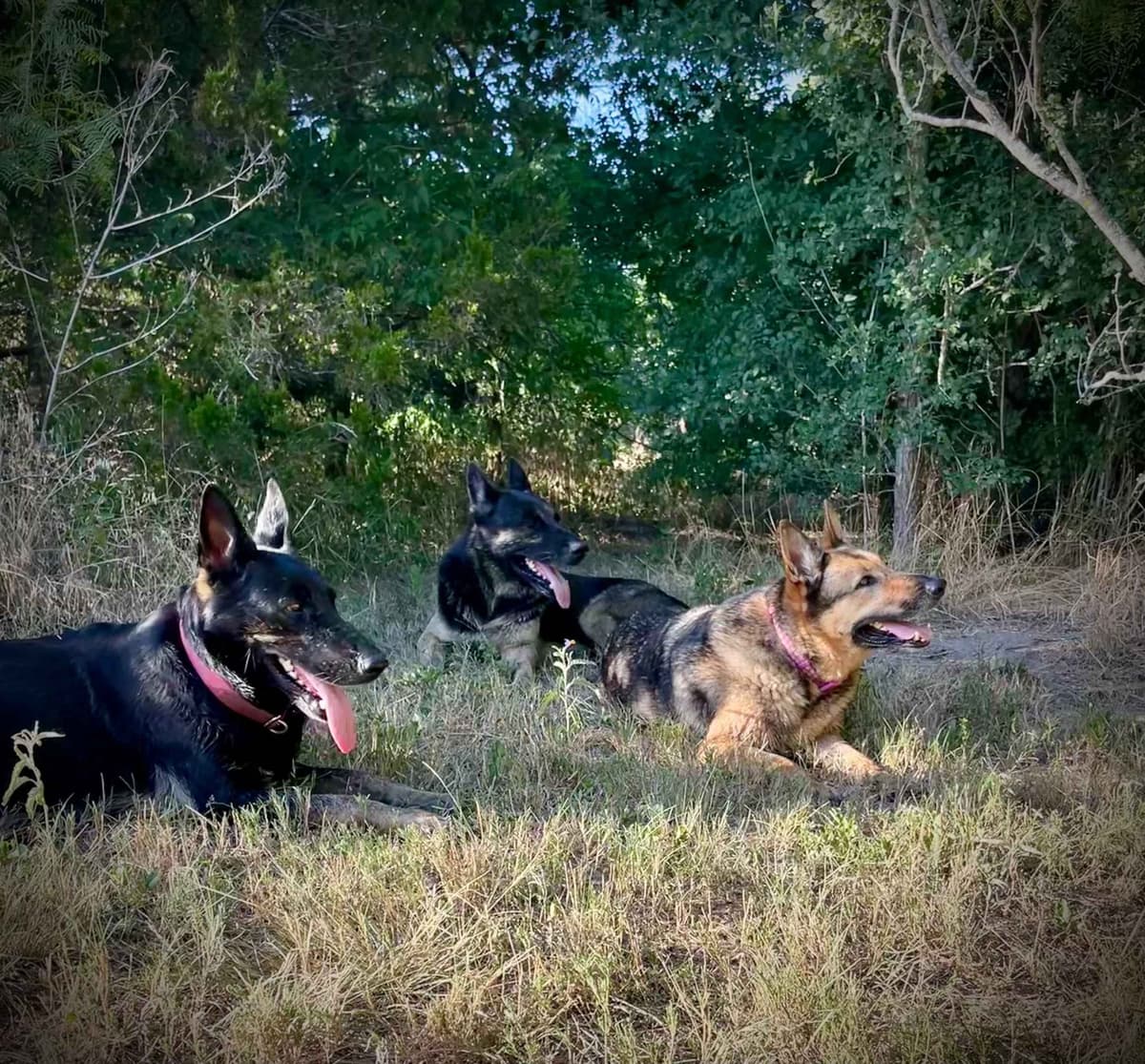 German Shepherd Dog Puppies breeder image 7