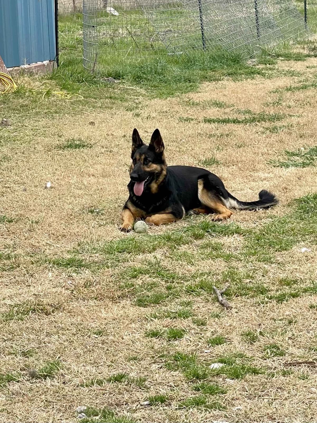 German Shepherd Dog Puppies breeder image 10
