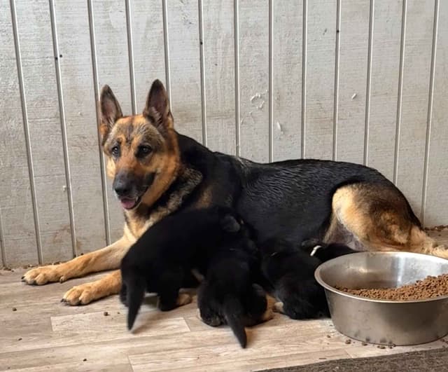 German Shepherd Dog Puppies media 2
