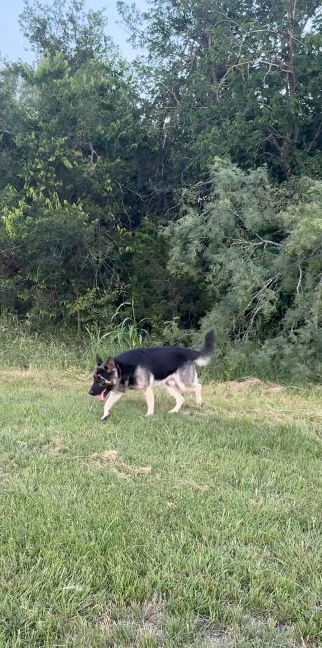 German Shepherd Dog Puppies media 4