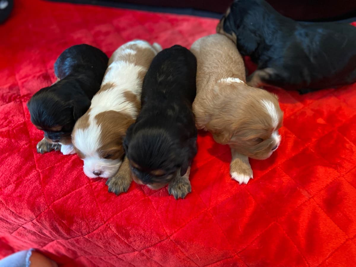 Cavalier King Charles Spaniel Puppies breeder image 2