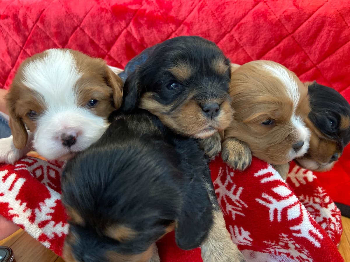 Cavalier King Charles Spaniel Puppies breeder image 3