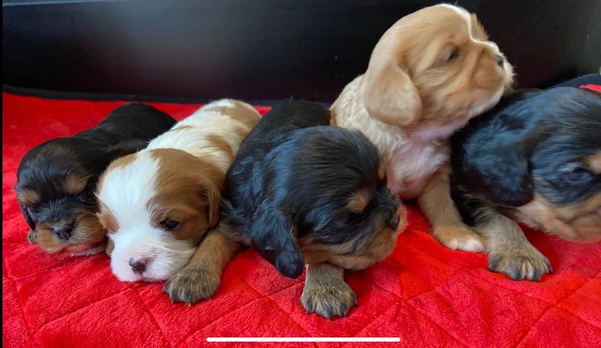 Cavalier King Charles Spaniel Puppies breeder image 4