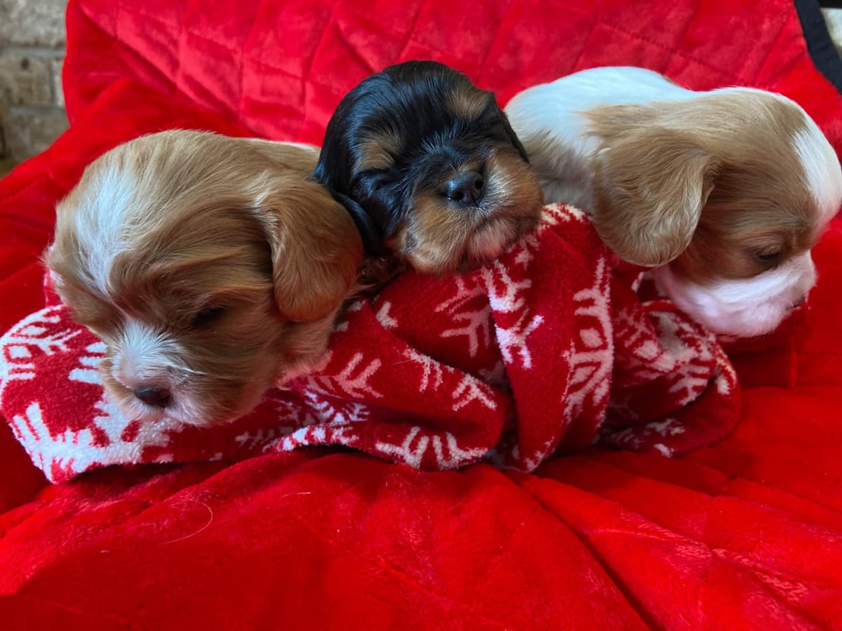 Cavalier King Charles Spaniel Puppies breeder image 5