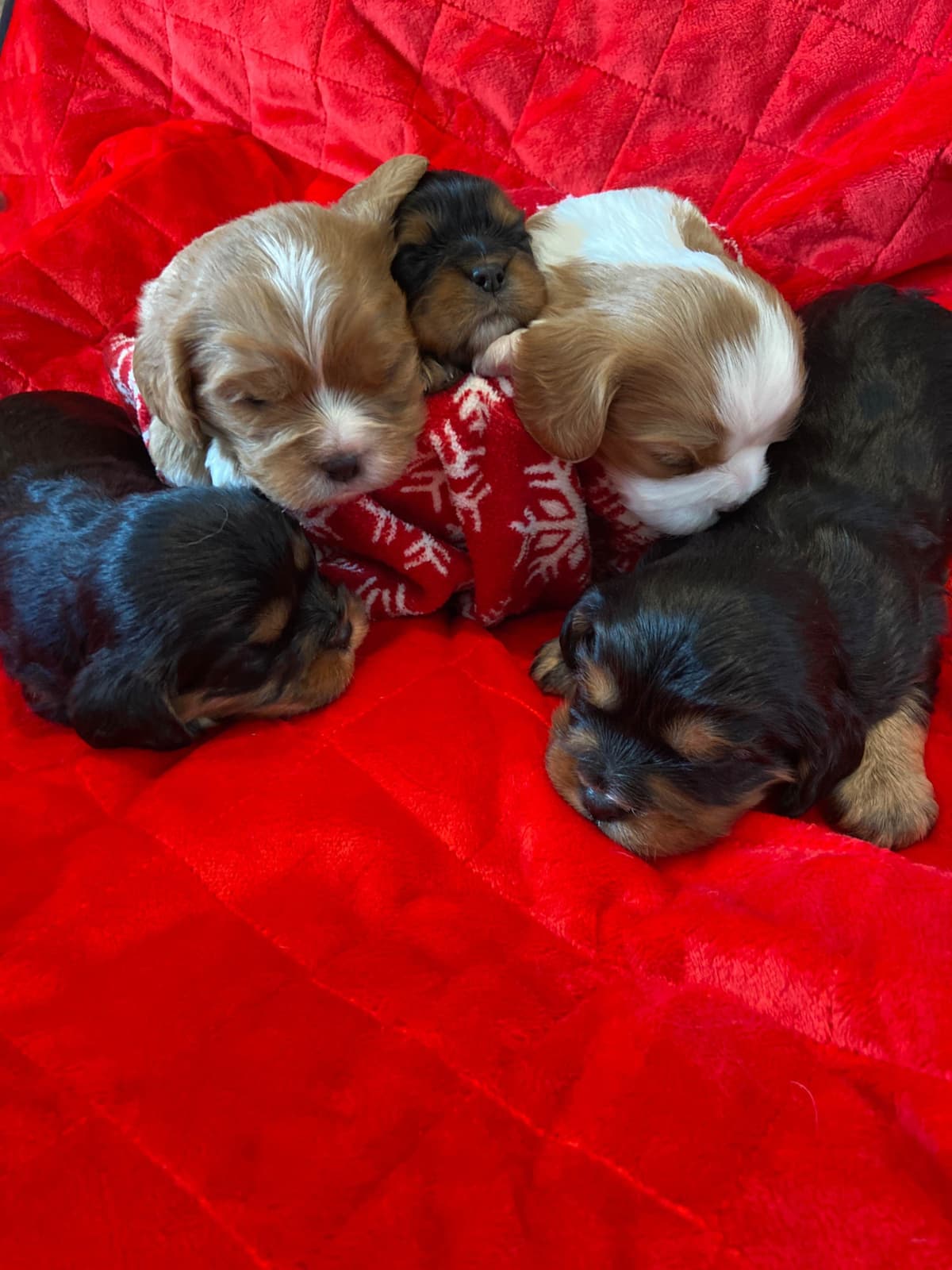 Cavalier King Charles Spaniel Puppies breeder image 8