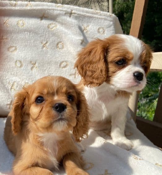 Cavalier King Charles Spaniel Puppies breeder image 9