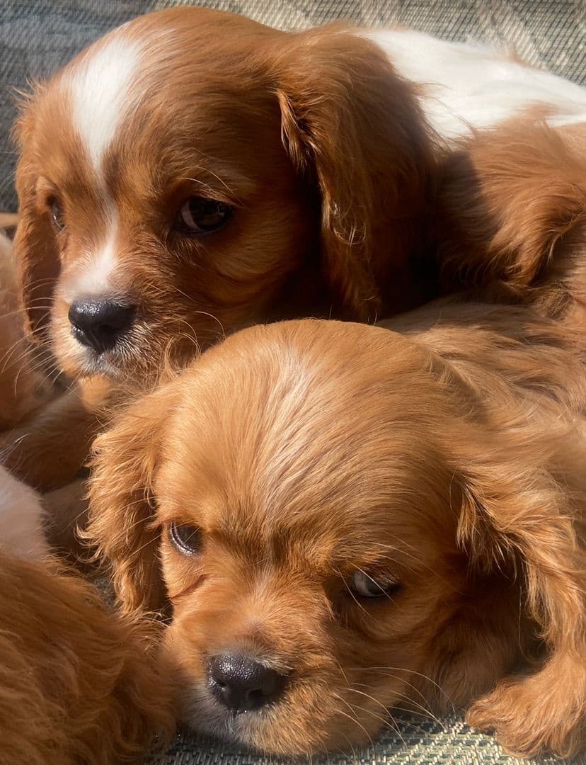 Cavalier King Charles Spaniel Puppies breeder image 10
