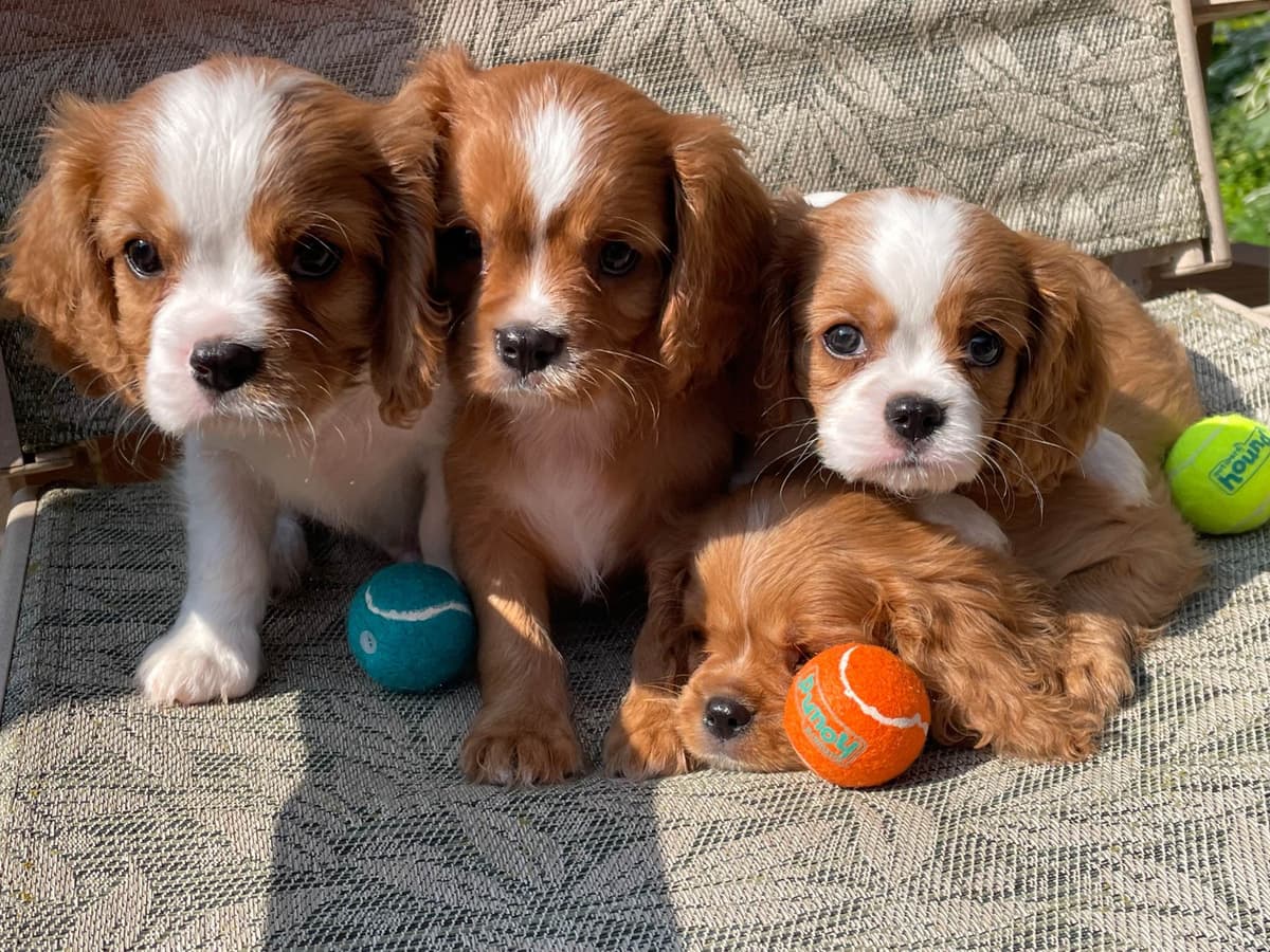 Cavalier King Charles Spaniel Puppies breeder image 11