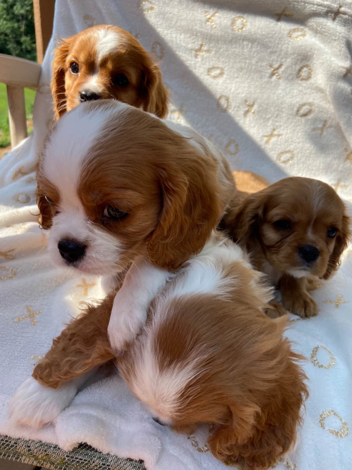 Cavalier King Charles Spaniel Puppies breeder image 13