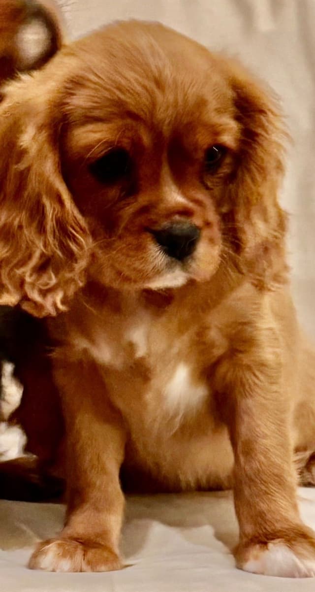 Cavalier King Charles Spaniel Puppies media 3