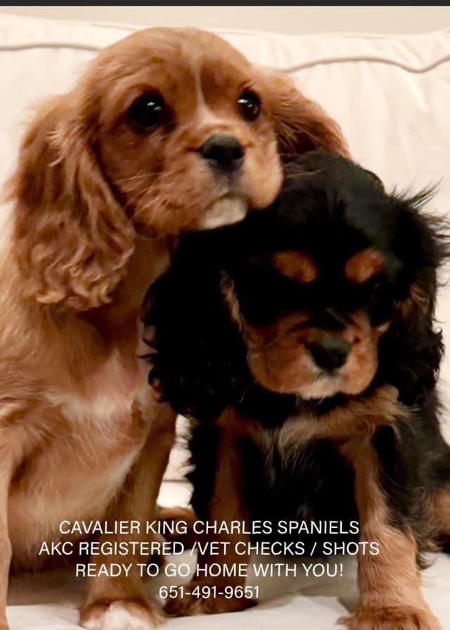 Cavalier King Charles Spaniel Puppies media 4