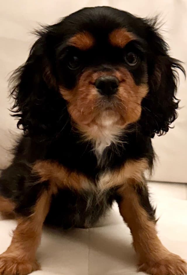 Cavalier King Charles Spaniel Puppies media 5