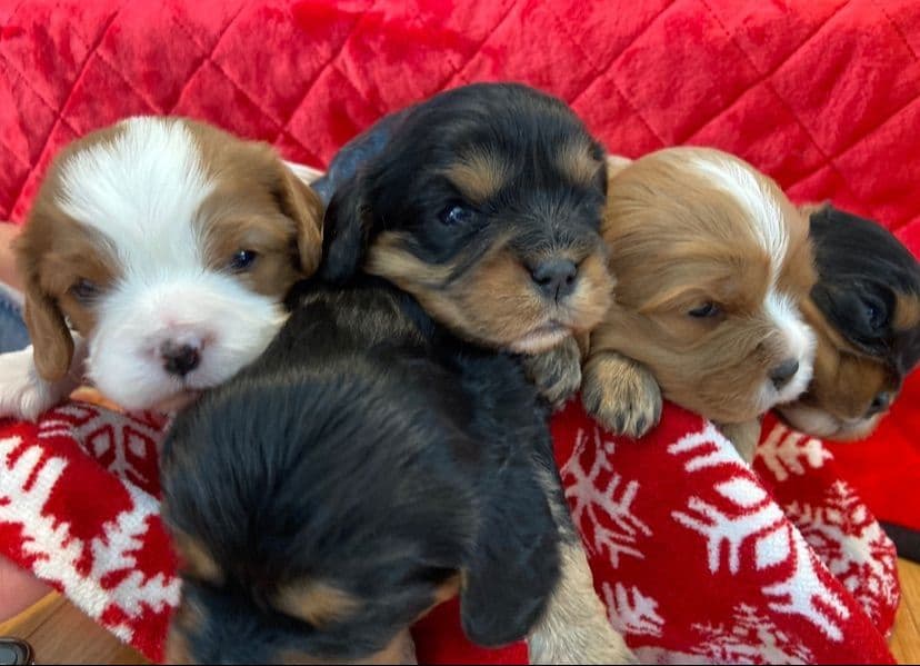 Cavalier King Charles Spaniel Puppies breeder image 12