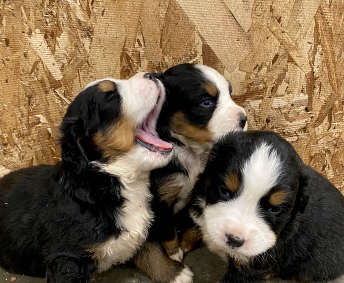 Bernese Mountain Dog Puppies breeder image 1